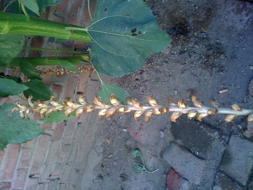 這個(gè)是天麻嗎 我家院子里發(fā)現(xiàn)的 向日葵底下有好多 求高人指教 就和向日葵一起生長