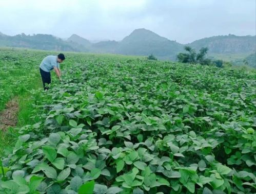 經(jīng)濟(jì)區(qū)積極盤活農(nóng)村 四塊地 助力鄉(xiāng)村振興