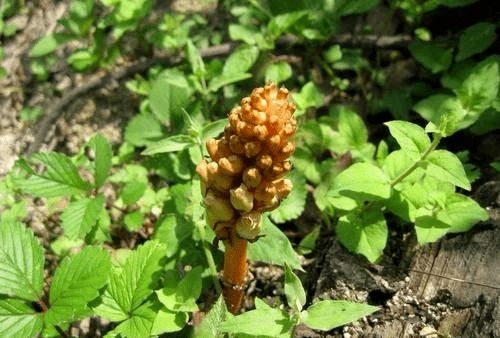 價(jià)格暴跌 去年上百噸不愁賣,今年又是幾十噸堆成山?jīng)]人收,問題出在哪里