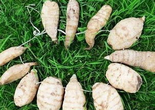 科農9號天麻輕松創業無憂的好項目