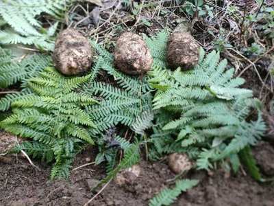 云南昭通天麻,小草壩天麻,昭通烏天麻,天麻,烏天麻。