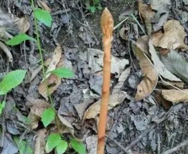 山坡上可見,無葉無根,一枝獨秀,珍貴稀少