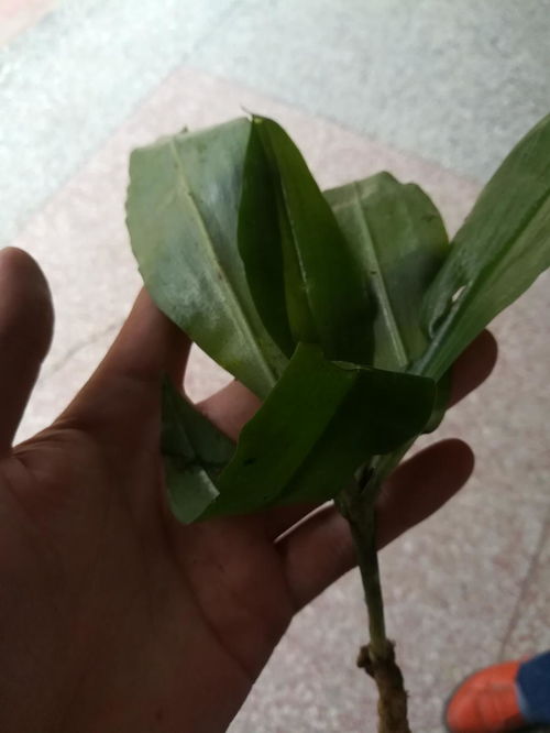 誠(chéng)心請(qǐng)教各位大神鑒定是不是野生天麻